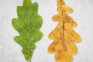 Green and yellow oak leaves isolated, a Nature Photo by BOOCYS