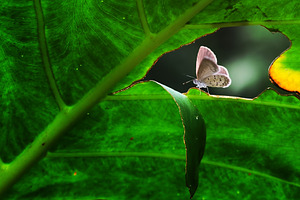 Butterfly butterfly on a branch featuring snail, mantis orchid, and branch