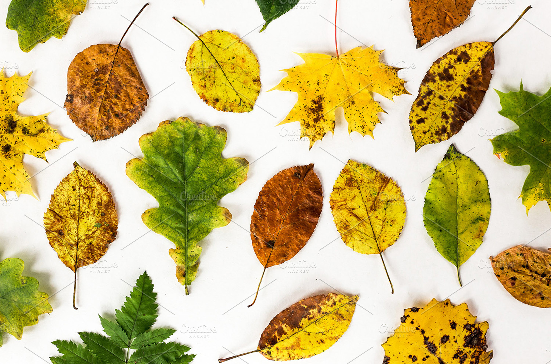 autumn seasonal natural dry leaves, a Nature Photo by VetalStock