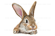 Watercolor Realistic Rabbits clipart, an Animal Illustration by ArtfulStudio (Thumbnail 5 of 8)