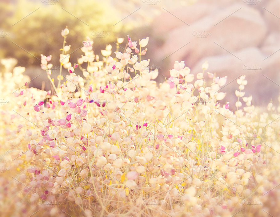 Fields Of Gold And Pink