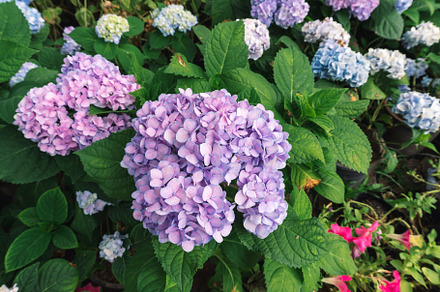 Purple flowers in the garden, a Nature Photo by AMMi