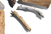 13 Tree Logs, an Environmental 3D Model by Beatheart Creative Studio (Thumbnail 26 of 37)