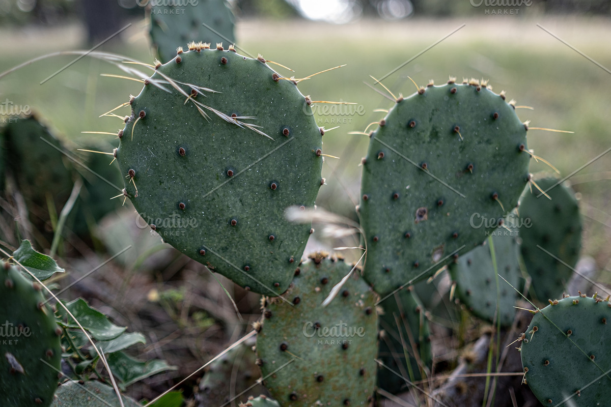 Prickly Pear Cactus Patch, a Nature Photo by Snake Eye Media (Photo 2 of 2)