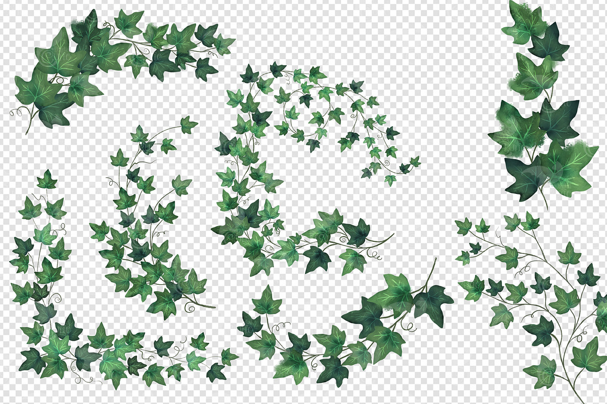 Watercolor Ivy Clipart, an Illustration by Digital Curio (Photo 4 of 5)