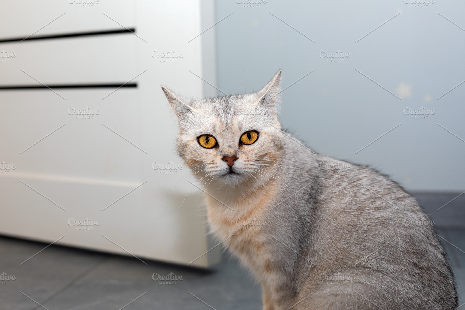 Gray domestic cat with striking amber eyes sitting on a tiled fl, an Animal Photo by Ales Munt