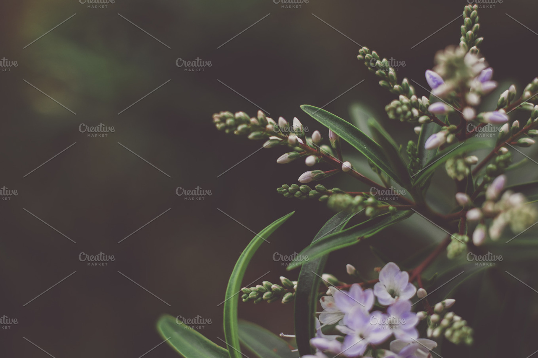 Delicate purple flowers, a Nature Photo by René Jordaan Photography