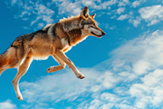 116 Flying animals, an Animal Photo by Handmadefont (Thumbnail 117 of 119)