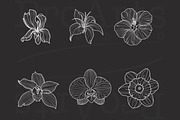 Ornament + Flowers, Pattern + Flower, a Brush Add-On by Lucrumplus (Thumbnail 7 of 10)