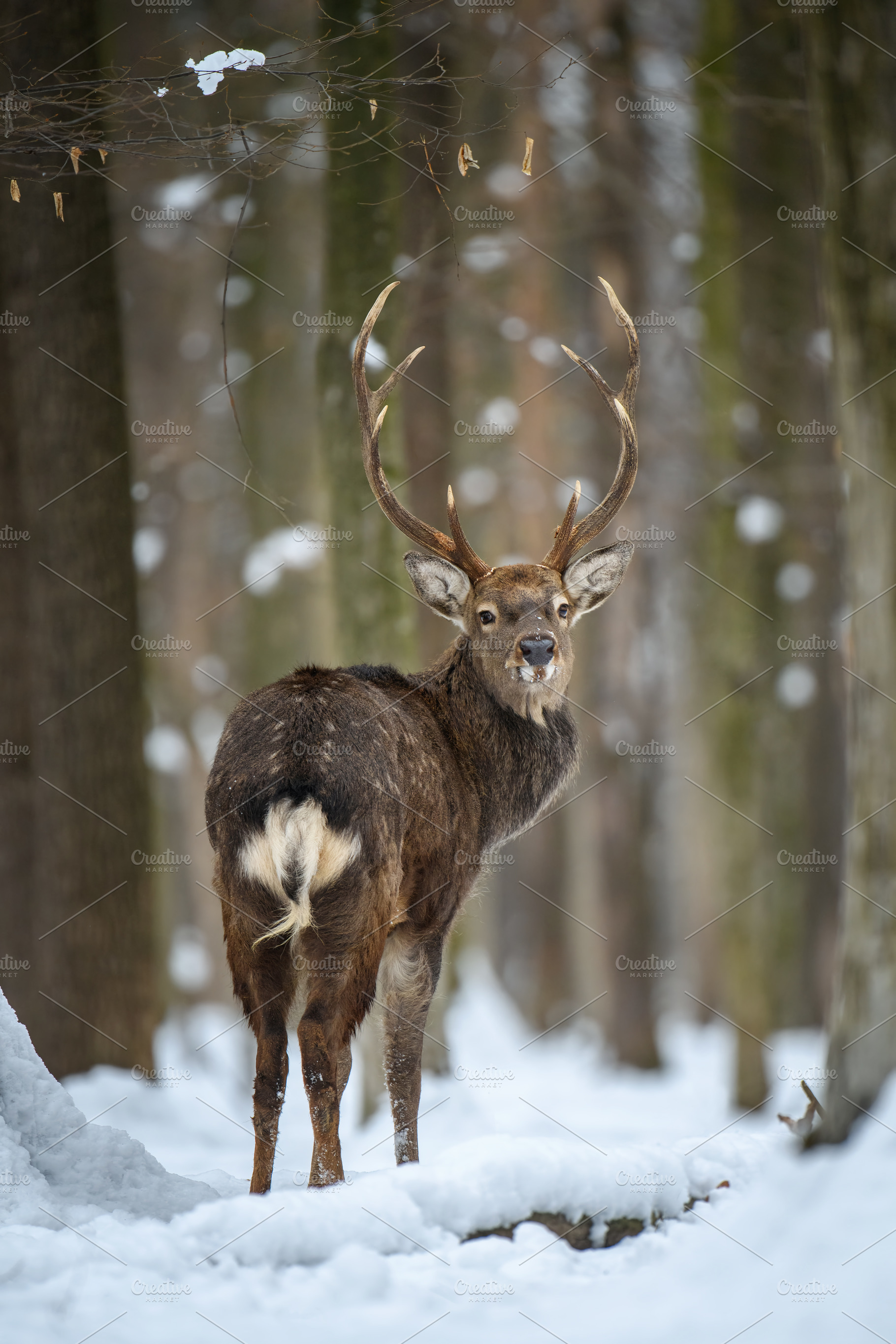 Male deer looking back in the winter forest. Animal in natural h, an Animal Photo by Byrdyak