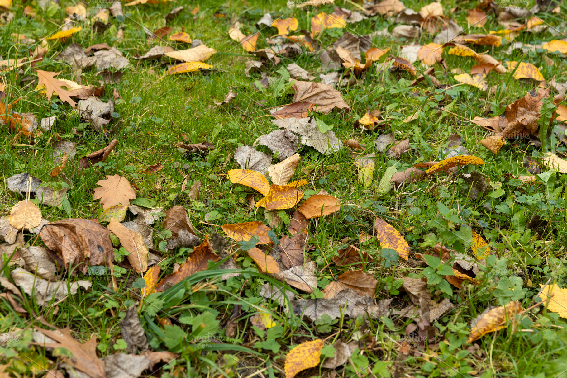Beautiful yellow foliage of trees on green grass, a Photo by MyPhotos