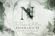 Herbarium: Design Set, a Graphic by Lumitar (Thumbnail 1 of 14)