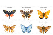 Skipper Butterfly Clipart, Butterfly, an Animal Illustration by BrushstrokeArtGB (Thumbnail 2 of 9)