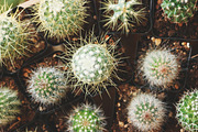 Retreat | Botanical Stock Photo Bund, a Nature Photo by MDSN Design (Thumbnail 15 of 16)