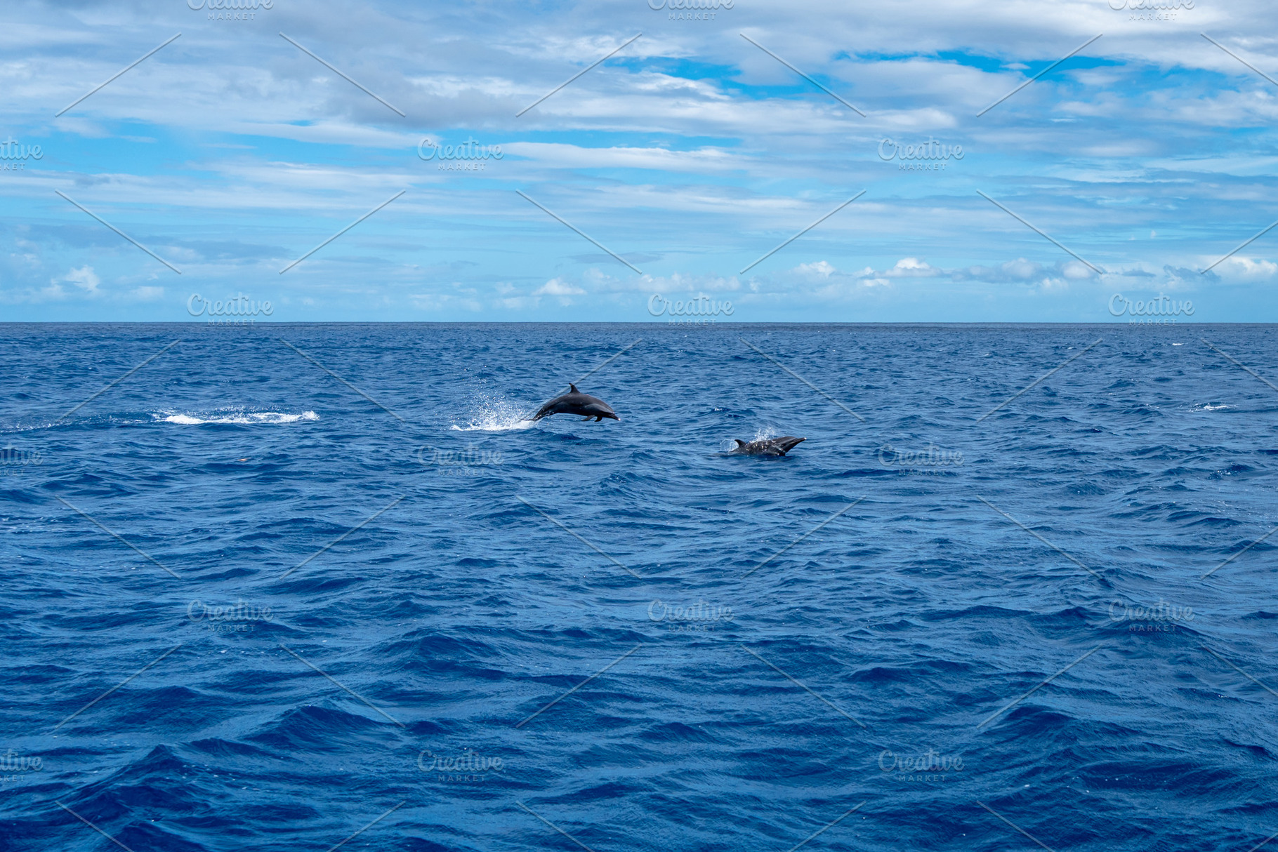 Dolphins jumping near Tahuata, Marquesas Islands, French Polynes, a Nature Photo by GoodGoods