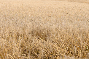 Field of ripe wheat, symbolizing a rich harvest, a Nature Photo by ndanko