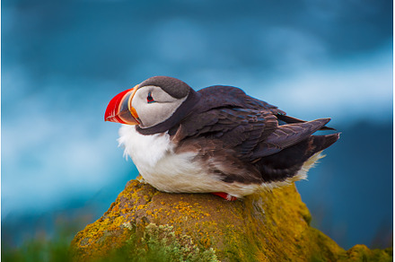 Single atlantic puffin, an Animal Photo by Nature and travel