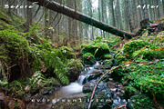 Ever Green 10 Lightroom Presets., an Action Add-On by MorningStar (Thumbnail 7 of 11)