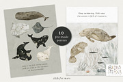 AQUATALES | 170+ elements, an Animal Illustration by Oksana Stepova (Thumbnail 5 of 19)