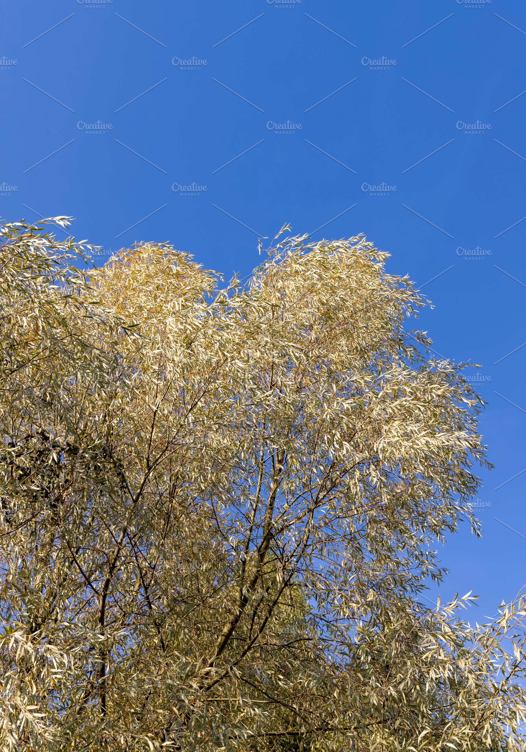willow tree in the autumn season with foliage changing color, a Photo by MyPhotos