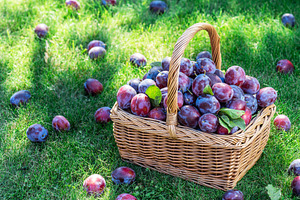 Plum harvest. Plums in the basket on the green grass., a Food & Drink Photo by Volff