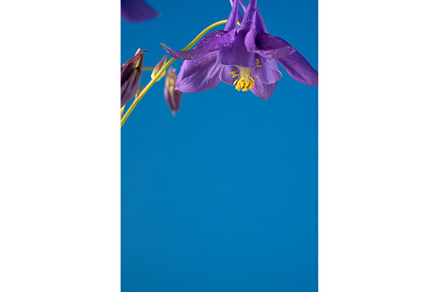 Floral wallpaper with aquilegia, a Nature Photo by JeanBet