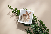 Farm Animals, an Animal Photo by Typedreams.site (Thumbnail 2 of 5)