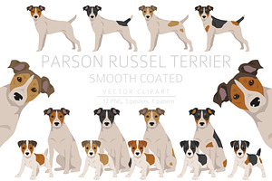 Smooth Coated Parson Russel Terrier