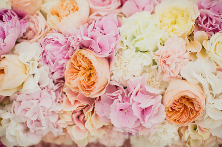 Flowers containing flowers, flower, and soft