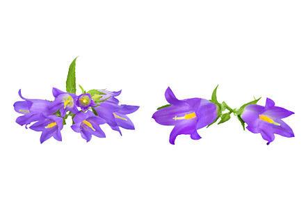 Campanula flower isolated on white, a Nature Photo by NataPhoto