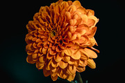 Moody Botanical Chrysanthemum Photos, a Nature Photo by Silent Nature (Thumbnail 4 of 6)