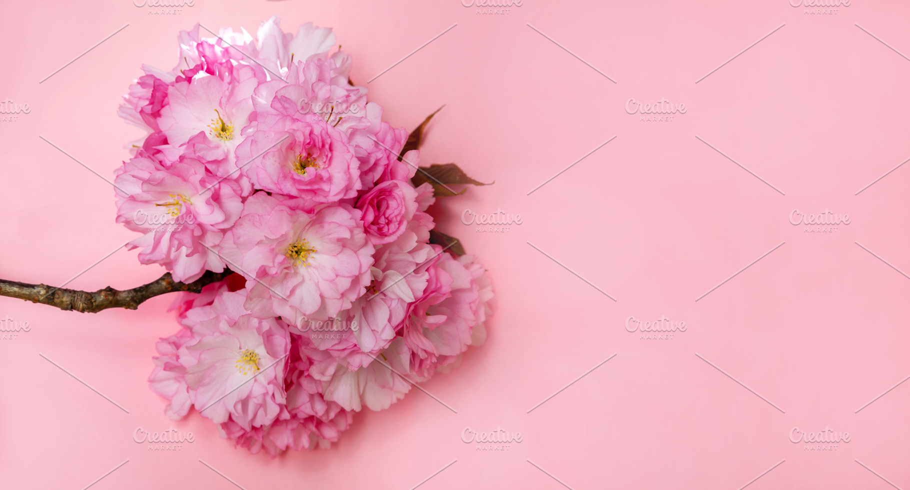Close-up of pink cherry blossoms on a branch, isolated on a soft, a Nature Photo by Ales Munt
