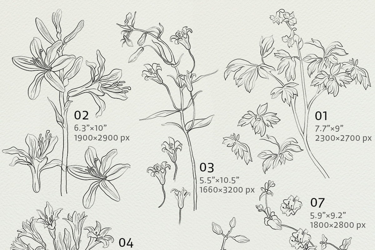 Pencil flowers | delicate drawings, an Illustration by GrafikBoutique (Photo 9 of 9)