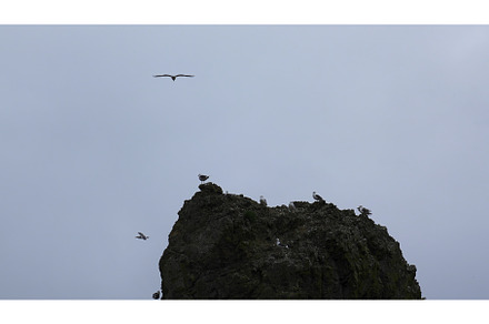 Seagulls fly by sea cliff. Clip, a Nature Photo by Media Whale Stock