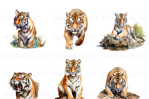 Watercolor Tiger Clipart, Tiger PNG