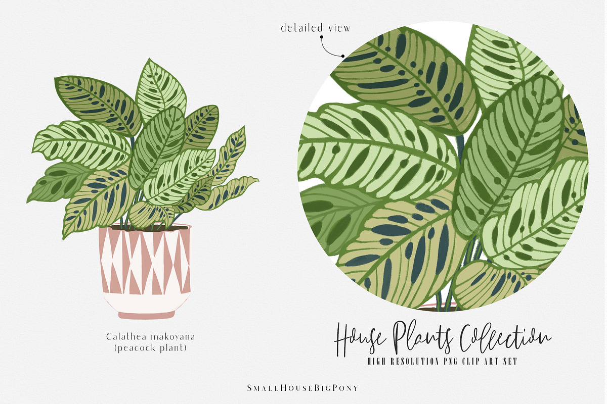 House Plants Collection, a Graphic by SmallHouseBigPony (Photo 16 of 18)