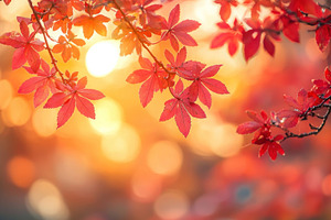Red autumn leaves on delicate branches glowing in golden sunligh, a Nature Photo by José Manuel Gelpi