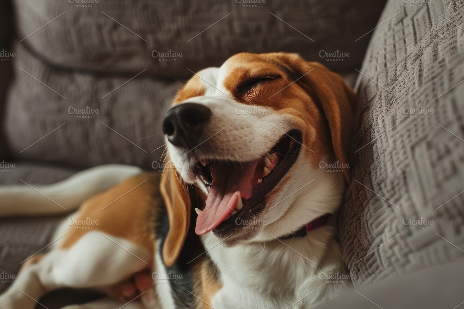 Cozy Beagle Enjoying a Relaxing Yawn on a Comfy Sofa - Generativ, an Animal Photo by José Manuel Gelpi