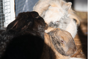 Trio of Rabbits Cuddling Together in, an Animal Photo by MadPhotos