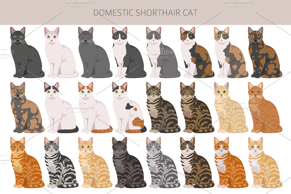 Domestic shorthair cat, an Animal Illustration by pet design shop (Photo 3 of 6)
