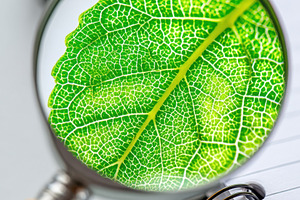 Magnified view of a green leaf with notebook, a Nature Photo by AlyaAnd