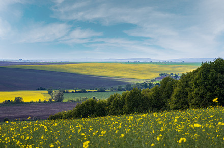 Spring countryside view with rapeseed yellow blooming fields, gr, a Nature Photo by YuriyB