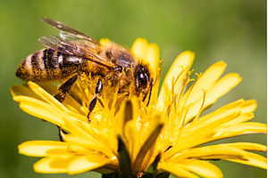 Detail closeup of honeybee, Apis, an Animal Photo by MadPhotos
