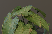The BroadLeaf Taro Bush, a Plants & Tree 3D Model by FuturePastCreatives (Thumbnail 18 of 19)