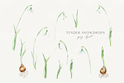 Snowdrops botanical illustration, an Illustration by Olga Koelsch (Thumbnail 5 of 7)