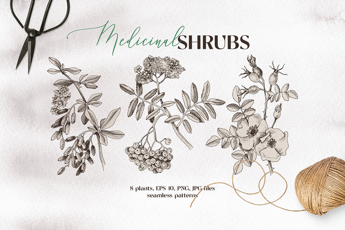 Medicinal plants collection, a Healthcare Illustration by handsketched (Photo 1 of 9)
