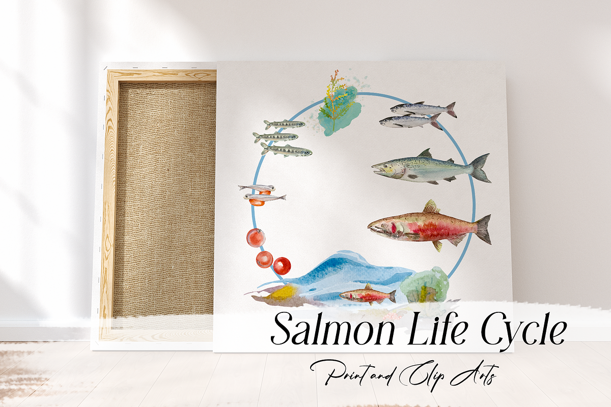 Watercolour Salmon Life Cycle Set, an Education Illustration by Tati Bordiu (Photo 1 of 4)