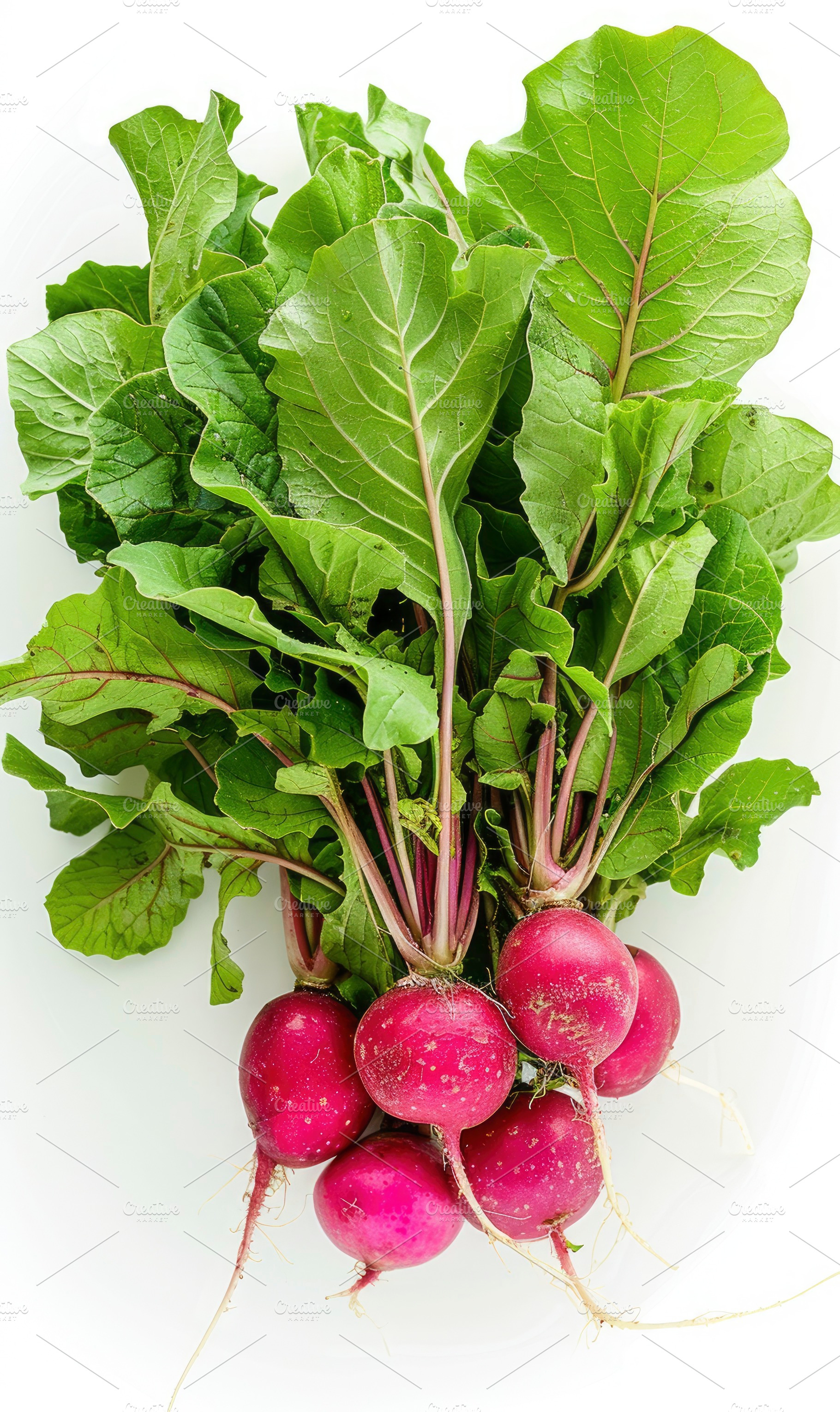 Vibrant radishes with green leaves i, a Photo by LOGOCREATIVE