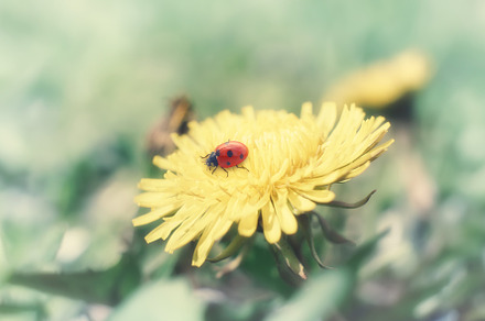 Spring flower, a Nature Photo by Vladimir Kazimirov