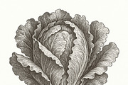 20 Botanical Vegetables Vintage Ink, a Food Illustration by Virgo Studio (Thumbnail 6 of 8)